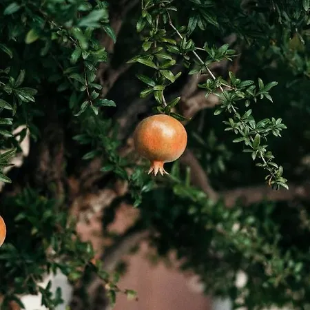 Hotel Puleera Boutique *