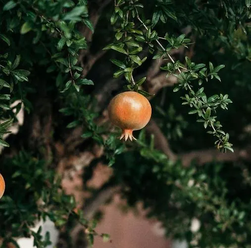 Hotel Puleera Boutique *